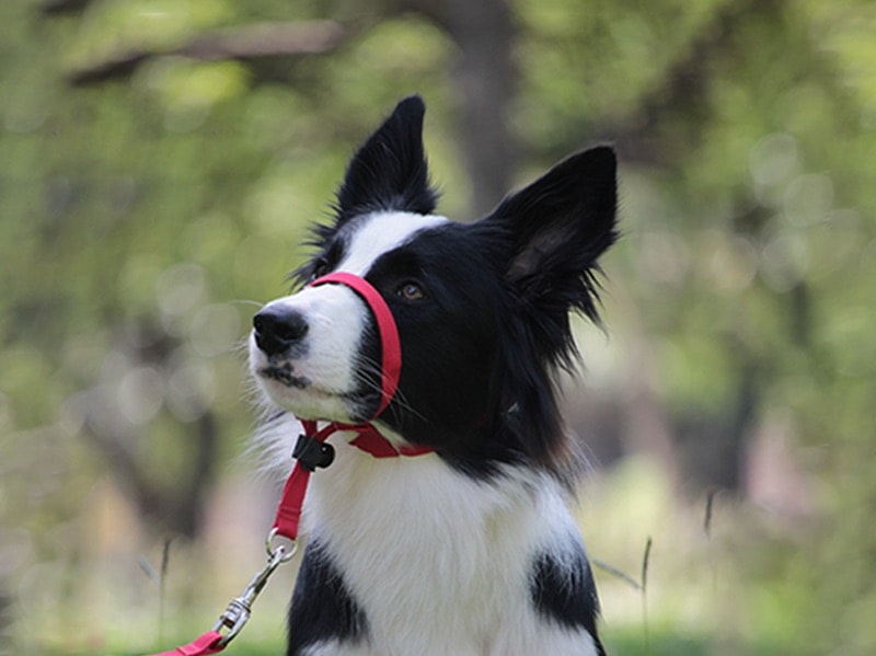 Coleiras para Cachorro