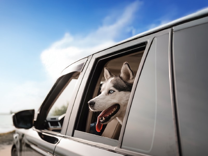 Capas Pet para Carro