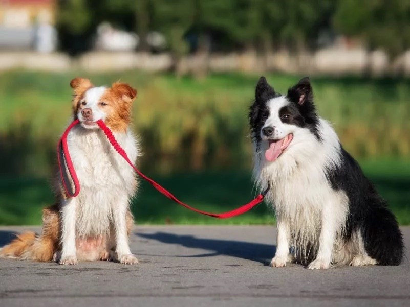 Passeio e Segurança Pet