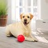 Brinquedo bola porta petiscos Macaquinho G Pet Games para cães