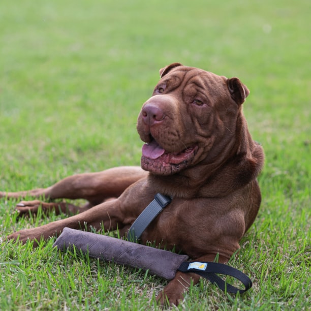 Brinquedo para Cachorro Pet Games Pet Escova Vermelha - AuauCare