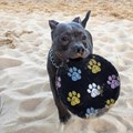 Brinquedo Frisbee (disco) para cães