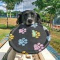 Brinquedo Frisbee (disco) para cães