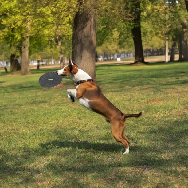 Brinquedo Frisbee (disco) para cães