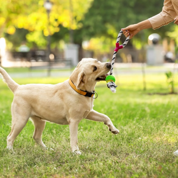 Brinquedo Pet Força com Bola de Tênis Chalesco
