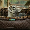 Cama Cat Confort Alice para gatos super macia e confortável
