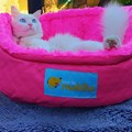 Cama Cat Confort Alice para gatos super macia e confortável