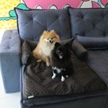 Cama pet Aconchego para sofá para cães e gatos