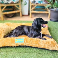Produto Cama pet Soft Confort para cachorros de todos os tamanhos