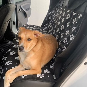 Capa pet impermeável BASIC PREMIUM para levar cães no carro