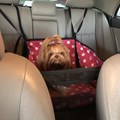 Capa pet impermeável PLUS PREMIUM 45cm para levar cães no carro