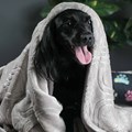 Cobertor edredom Pet Quentinho para cães