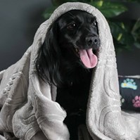 Produto Cobertor edredom Pet Quentinho para cães