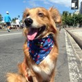 Coleira Bandana com guia e porta saquinhos Pet Style para cães