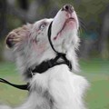 Coleira cabresto Obedience antipuxão para cães