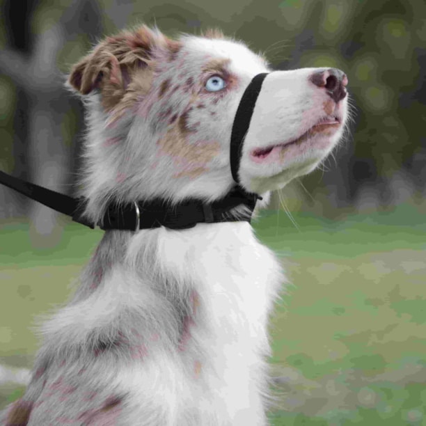 Coleira Obedience Antipuxão