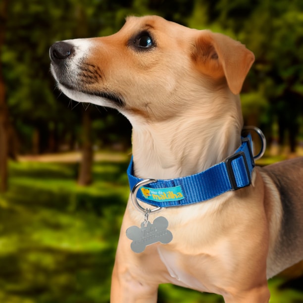 Coleira de Identificação Pet com nome gravado