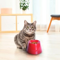 Produto Comedouro ergônomico elevado Cat Eat Pet Games para gatos