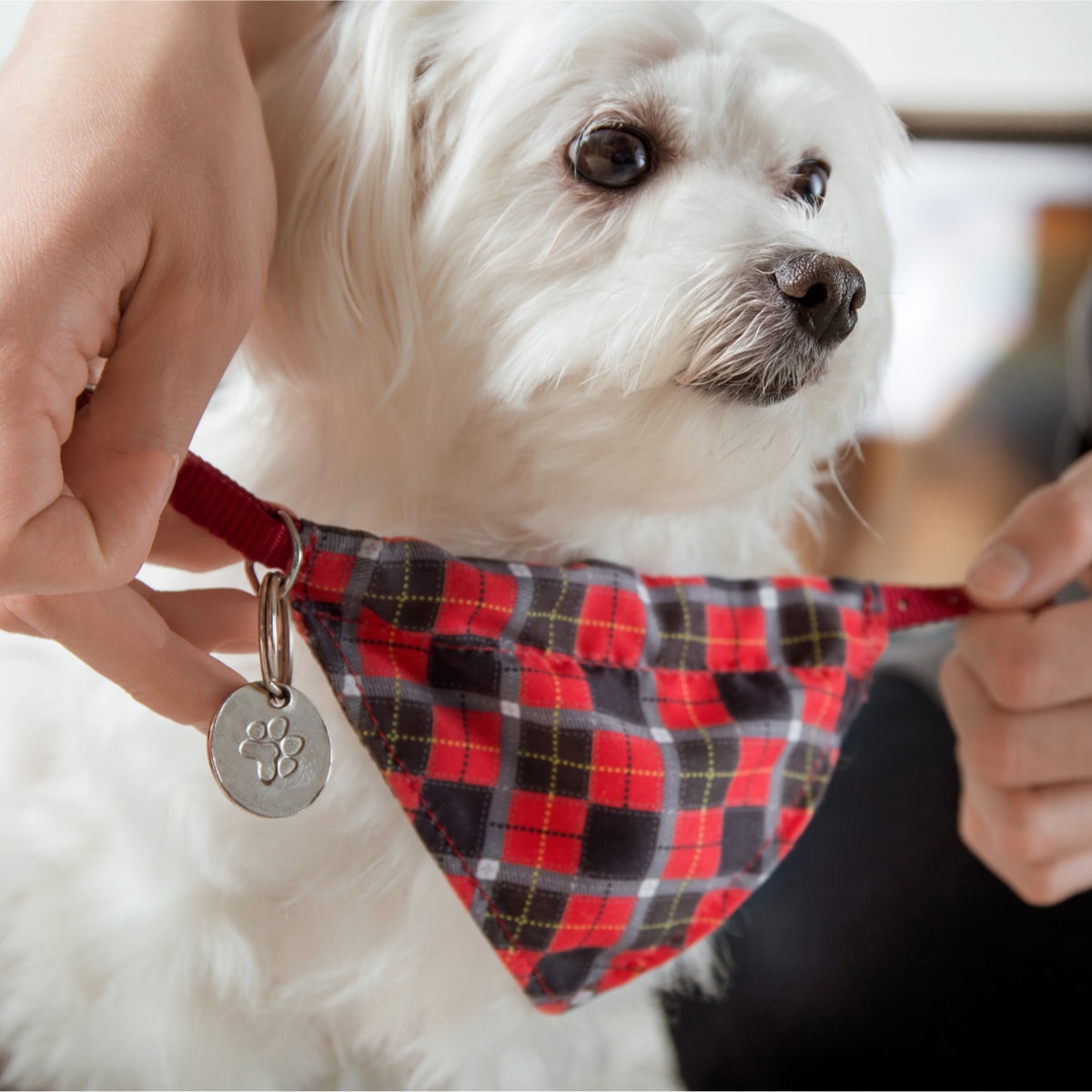 bandana pet