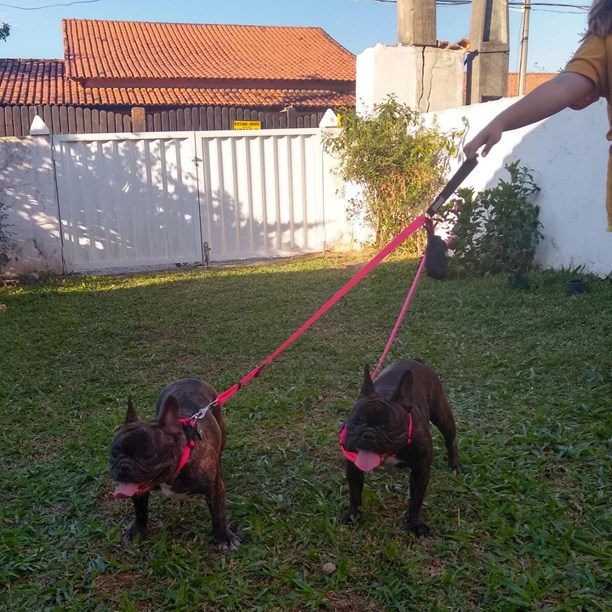 Guia Cani Double para passeio com dois cães