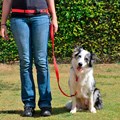 Guia de cintura Hands Free para passear com cães sem usar as mãos