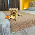 Manta para cama Elegance impermeável para acomodar cães (Peseira)