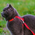 Peitoral Cat Walk com guia para passear ou levar gatos no carro