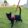 Peitoral Cat Zoe para gatos com guia para passeio