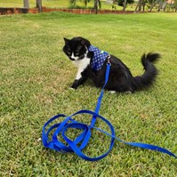 Produto Peitoral Cat Zoe para gatos com guia para passeio