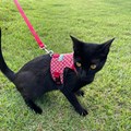 Peitoral Cat Zoe para gatos com guia para passeio
