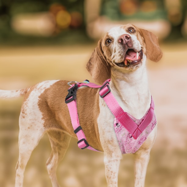 Peitoral Confort Travel