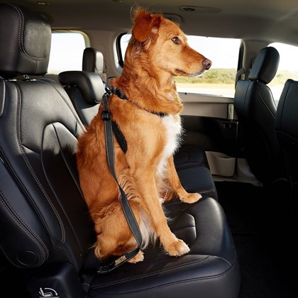 Peitoral Safe Travel para cães para uso no carro ou passeio