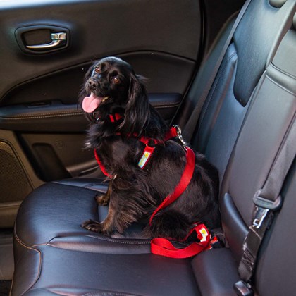 Peitoral Safe Travel para cães para uso no carro ou passeio