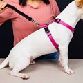 Peitoral Smart antipuxão 3 em 1 para cães: passeio ou carro