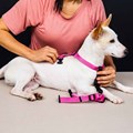 Peitoral Smart antipuxão 3 em 1 para cães: passeio ou carro