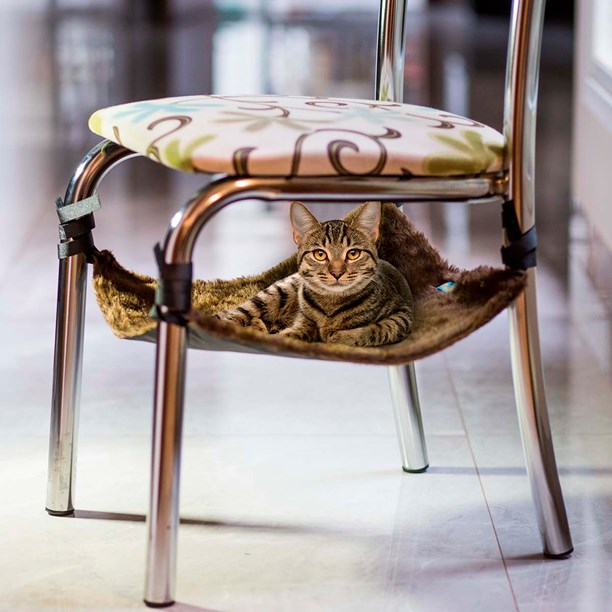 Rede para gatos Confort Cat para uso em cadeiras