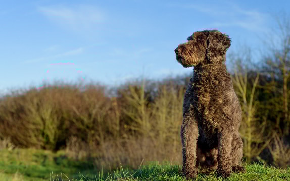 Airedale Terrier com pelagem característica