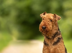 Airedale Terrier em ação