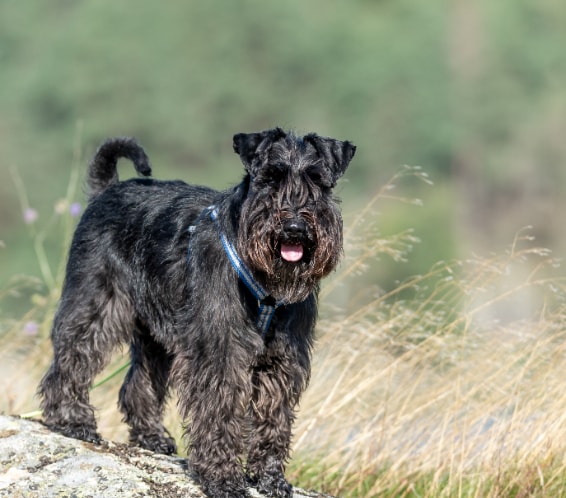 Airedale Terrier saudável