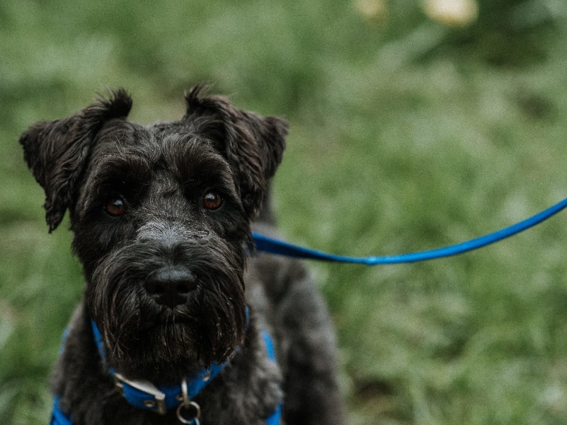 Airedale Terrier em uma pose majestosa