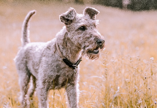 Airedale Terrier brincando