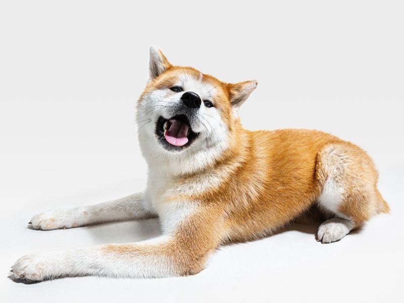 Akita sorrindo