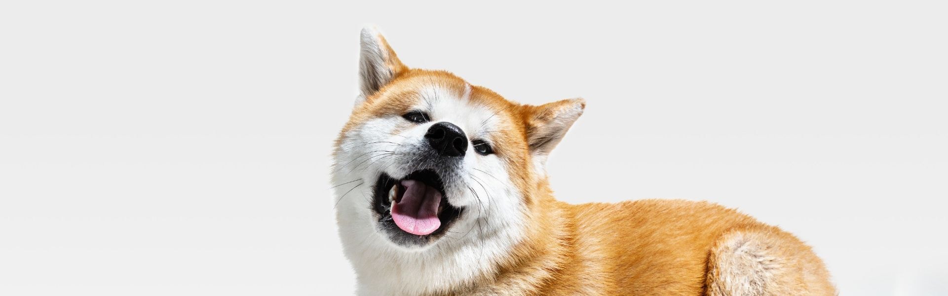 Akita sorrindo