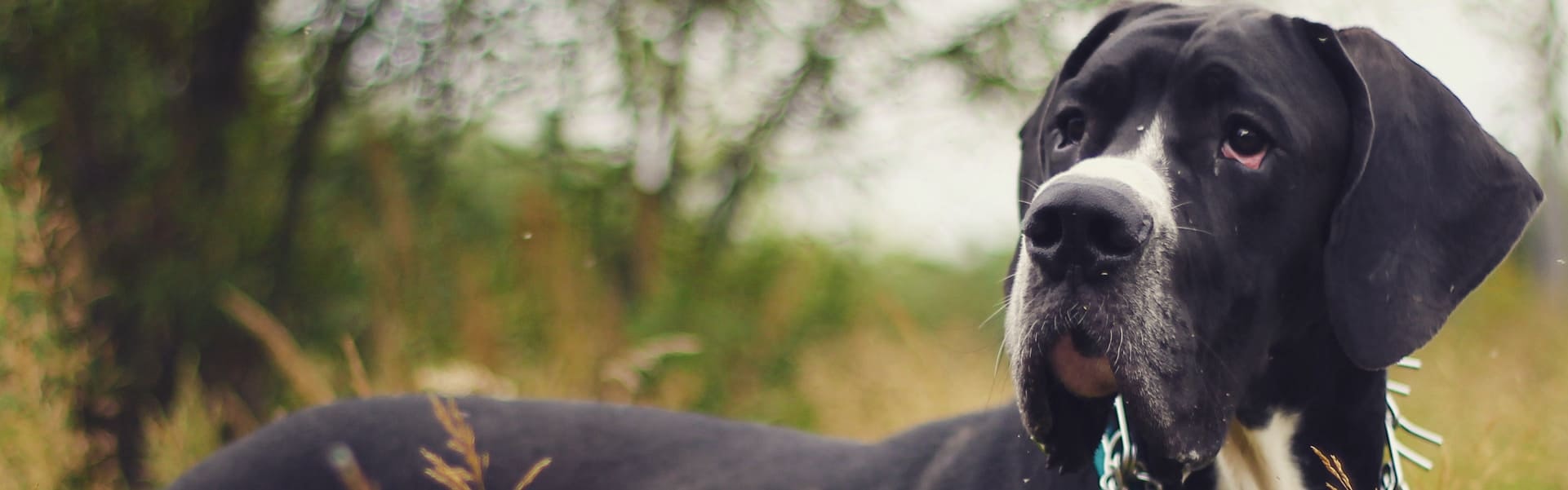 Dogue Alemão preto em pé no campo