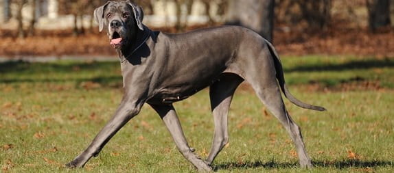 Dogue Alemão adulto caminhando no parque