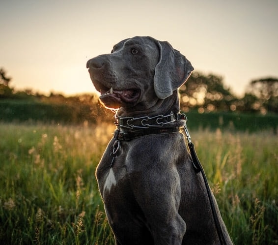 Dogue Alemão sentado no campo e sorrindo