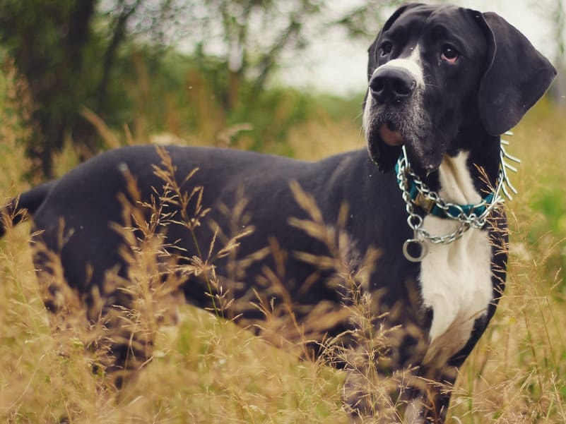 Dogue Alemão preto em pé no campo