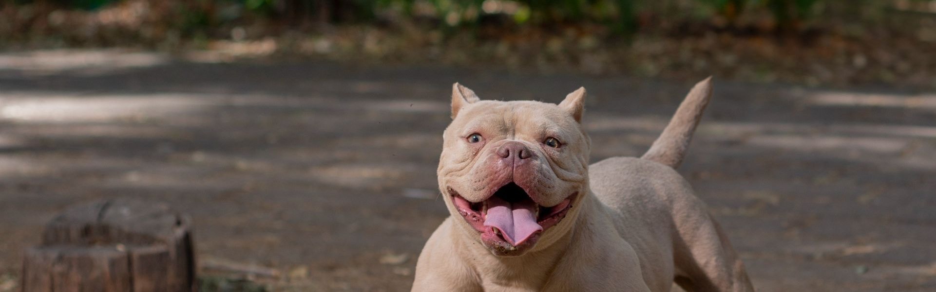 American Bully filhote sorrindo em um gramado