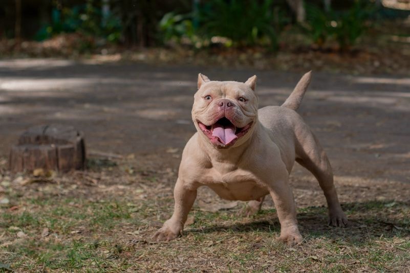 American Bully filhote sorrindo em um gramado