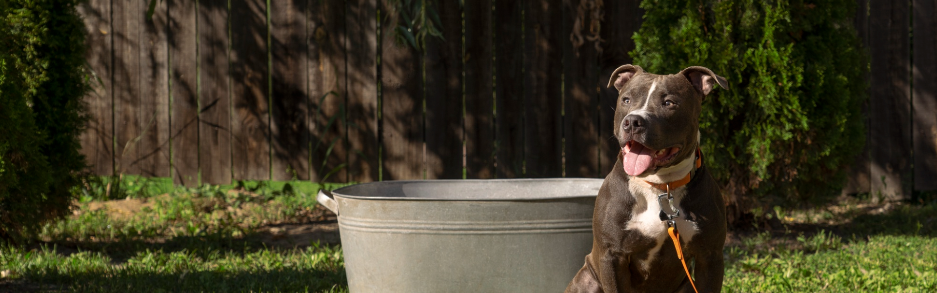 American Staffordshire Terrier em pose atlética